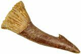 Fossil Sawfish (Onchopristis) Rostral Barb - Morocco #322821-1